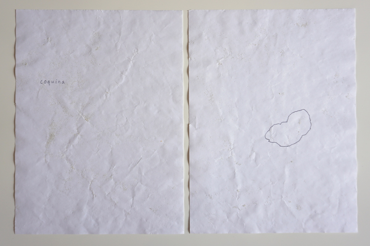 composed principally of mollusk shell and coral fragments by Robert Blatt